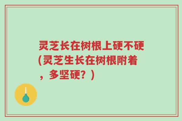灵芝长在树根上硬不硬(灵芝生长在树根附着,多坚硬?)-第1张图片-超越 灵芝长在树根上硬不硬(灵芝生长在树根附着,多坚硬?)-第1张图片-超越