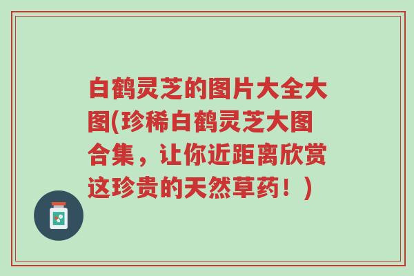 白鹤灵芝的图片大全大图(珍稀白鹤灵芝大图合集,让你近距离欣赏这珍贵的天然草药!)-第1张图片-超越 白鹤灵芝的图片大全大图(珍稀白鹤灵芝大图合集,让你近距离欣赏这珍贵的天然草药!)-第1张图片-超越