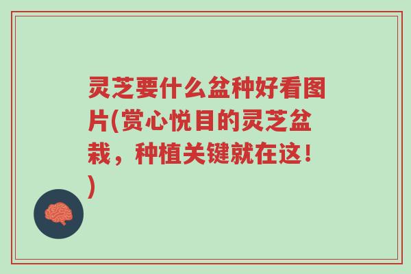 灵芝要什么盆种好看图片(赏心悦目的灵芝盆栽,种植关键就在这!)-第1张图片-超越 灵芝要什么盆种好看图片(赏心悦目的灵芝盆栽,种植关键就在这!)-第1张图片-超越