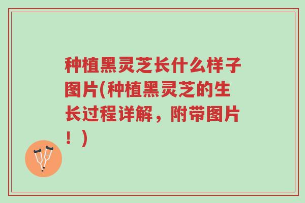 种植黑灵芝长什么样子图片(种植黑灵芝的生长过程详解,附带图片!)-第1张图片-超越 种植黑灵芝长什么样子图片(种植黑灵芝的生长过程详解,附带图片!)-第1张图片-超越