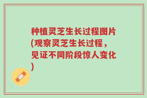 种植灵芝生长过程图片(观察灵芝生长过程，见证不同阶段惊人变化)-第1张图片-超越