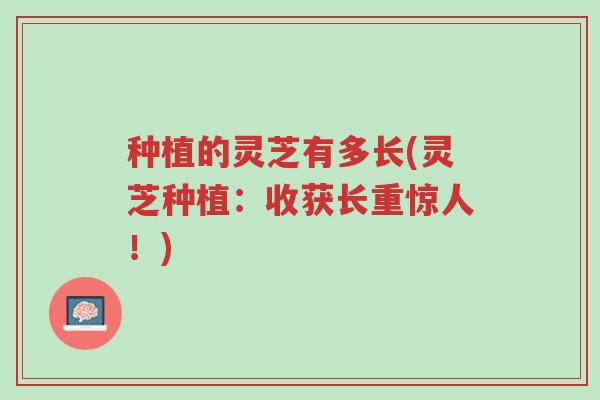 种植的灵芝有多长(灵芝种植:收获长重惊人!)-第1张图片-超越 种植的灵芝有多长(灵芝种植:收获长重惊人!)-第1张图片-超越