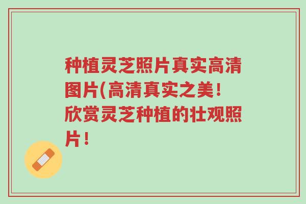 种植灵芝照片真实高清图片(高清真实之美!欣赏灵芝种植的壮观照片!-第1张图片-超越 种植灵芝照片真实高清图片(高清真实之美!欣赏灵芝种植的壮观照片!-第1张图片-超越