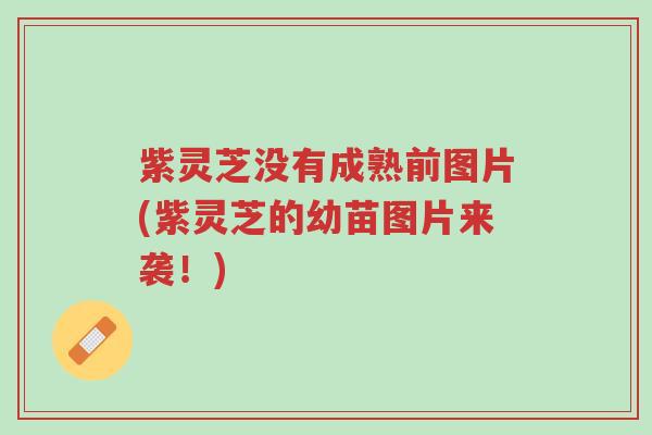 紫灵芝没有成熟前图片(紫灵芝的幼苗图片来袭!)-第1张图片-超越 紫灵芝没有成熟前图片(紫灵芝的幼苗图片来袭!)-第1张图片-超越
