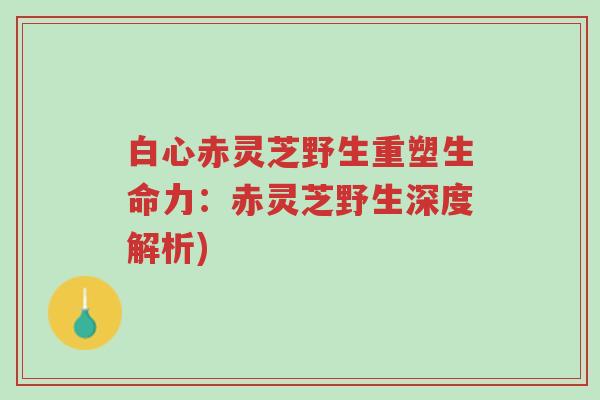 白心赤灵芝野生重塑生命力:赤灵芝野生深度解析)-第1张图片-超越 白心赤灵芝野生重塑生命力:赤灵芝野生深度解析)-第1张图片-超越