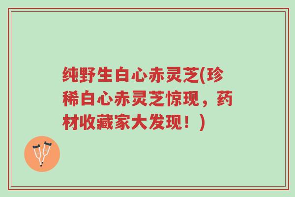 纯野生白心赤灵芝(珍稀白心赤灵芝惊现,药材收藏家大发现!)-第1张图片-超越 纯野生白心赤灵芝(珍稀白心赤灵芝惊现,药材收藏家大发现!)-第1张图片-超越