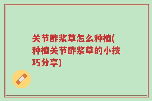 关节酢浆草怎么种植(种植关节酢浆草的小技巧分享)-第1张图片-超越 关节酢浆草怎么种植(种植关节酢浆草的小技巧分享)-第1张图片-超越