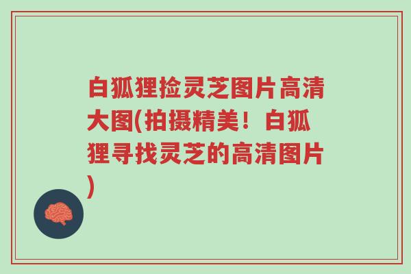 白狐狸捡灵芝图片高清大图(拍摄精美!白狐狸寻找灵芝的高清图片)-第1张图片-超越 白狐狸捡灵芝图片高清大图(拍摄精美!白狐狸寻找灵芝的高清图片)-第1张图片-超越