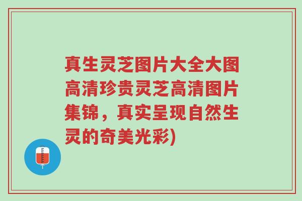 真生灵芝图片大全大图高清珍贵灵芝高清图片集锦,真实呈现自然生灵的奇美光彩)-第1张图片-超越 真生灵芝图片大全大图高清珍贵灵芝高清图片集锦,真实呈现自然生灵的奇美光彩)-第1张图片-超越