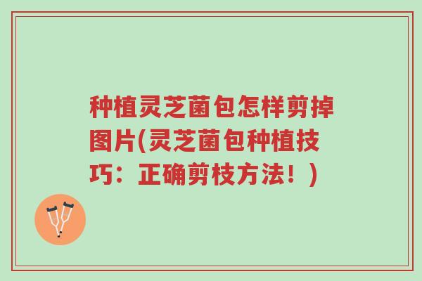 种植灵芝菌包怎样剪掉图片(灵芝菌包种植技巧:正确剪枝方法!)-第1张图片-超越 种植灵芝菌包怎样剪掉图片(灵芝菌包种植技巧:正确剪枝方法!)-第1张图片-超越