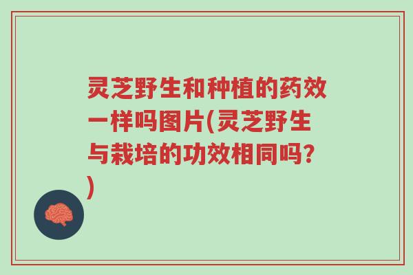 灵芝野生和种植的药效一样吗图片(灵芝野生与栽培的功效相同吗?)-第1张图片-超越 灵芝野生和种植的药效一样吗图片(灵芝野生与栽培的功效相同吗?)-第1张图片-超越