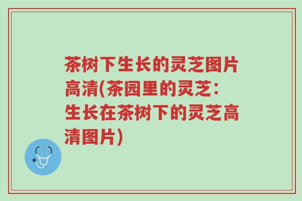 茶树下生长的灵芝图片高清(茶园里的灵芝：生长在茶树下的灵芝高清图片)-第1张图片-超越
