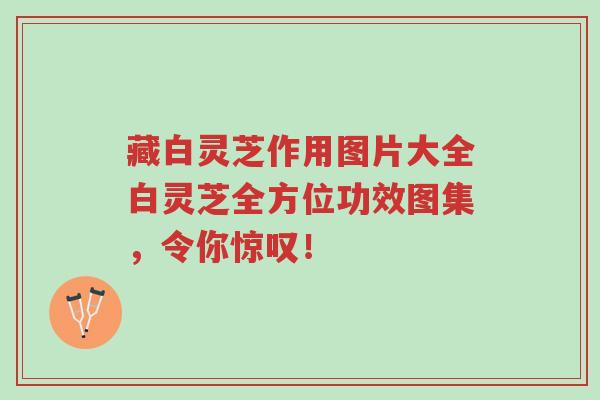 藏白灵芝作用图片大全白灵芝全方位功效图集,令你惊叹!-第1张图片-超越 藏白灵芝作用图片大全白灵芝全方位功效图集,令你惊叹!-第1张图片-超越