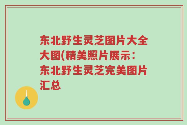 东北野生灵芝图片大全大图(精美照片展示:东北野生灵芝完美图片汇总-第1张图片-超越 东北野生灵芝图片大全大图(精美照片展示:东北野生灵芝完美图片汇总-第1张图片-超越