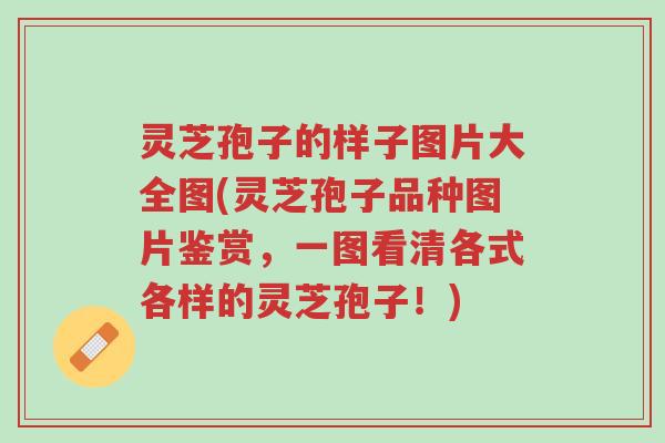 灵芝孢子的样子图片大全图(灵芝孢子品种图片鉴赏,一图看清各式各样的灵芝孢子!)-第1张图片-超越 灵芝孢子的样子图片大全图(灵芝孢子品种图片鉴赏,一图看清各式各样的灵芝孢子!)-第1张图片-超越