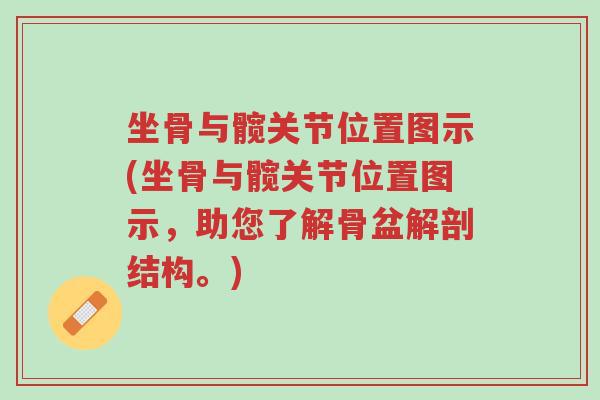 坐骨与髋关节位置图示(坐骨与髋关节位置图示,助您了解骨盆解剖结构。)-第1张图片-超越 坐骨与髋关节位置图示(坐骨与髋关节位置图示,助您了解骨盆解剖结构。)-第1张图片-超越