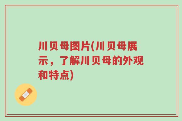 川贝母图片(川贝母展示,了解川贝母的外观和特点)-第1张图片-超越 川贝母图片(川贝母展示,了解川贝母的外观和特点)-第1张图片-超越