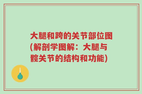 大腿和跨的关节部位图(解剖学图解:大腿与髋关节的结构和功能)-第1张图片-超越 大腿和跨的关节部位图(解剖学图解:大腿与髋关节的结构和功能)-第1张图片-超越