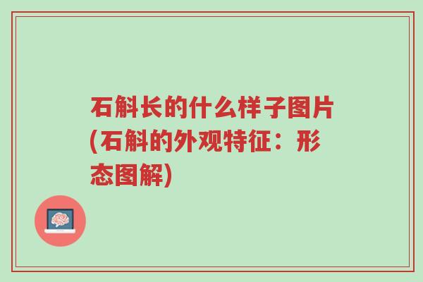 石斛长的什么样子图片(石斛的外观特征:形态图解)-第1张图片-超越 石斛长的什么样子图片(石斛的外观特征:形态图解)-第1张图片-超越
