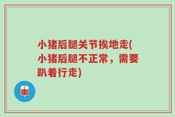 小猪后腿关节挨地走(小猪后腿不正常,需要趴着行走)-第1张图片-超越 小猪后腿关节挨地走(小猪后腿不正常,需要趴着行走)-第1张图片-超越