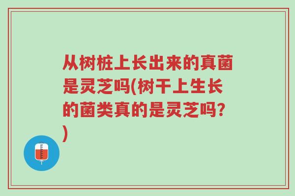 从树桩上长出来的真菌是灵芝吗(树干上生长的菌类真的是灵芝吗?)-第1张图片-超越 从树桩上长出来的真菌是灵芝吗(树干上生长的菌类真的是灵芝吗?)-第1张图片-超越