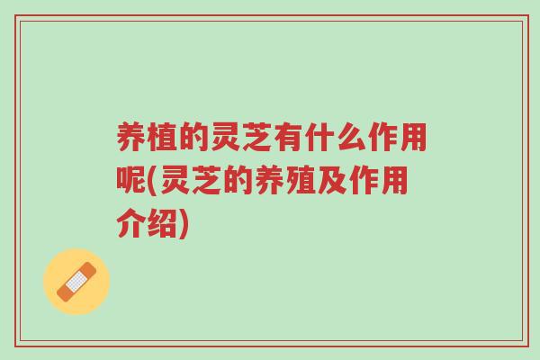 养植的灵芝有什么作用呢(灵芝的养殖及作用介绍)-第1张图片-超越 养植的灵芝有什么作用呢(灵芝的养殖及作用介绍)-第1张图片-超越