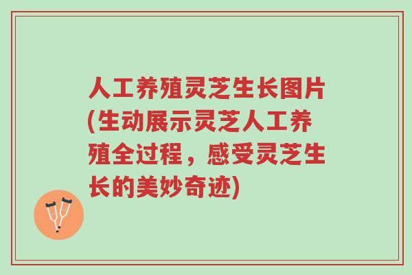 人工养殖灵芝生长图片(生动展示灵芝人工养殖全过程，感受灵芝生长的美妙奇迹)-第1张图片-超越