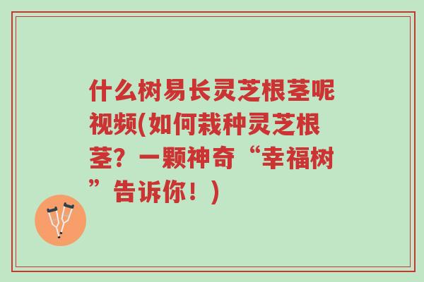 什么树易长灵芝根茎呢视频(如何栽种灵芝根茎?一颗神奇“幸福树”告诉你!)-第1张图片-超越 什么树易长灵芝根茎呢视频(如何栽种灵芝根茎?一颗神奇“幸福树”告诉你!)-第1张图片-超越