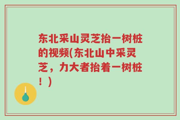 东北采山灵芝抬一树桩的视频(东北山中采灵芝，力大者抬着一树桩！)-第1张图片-超越