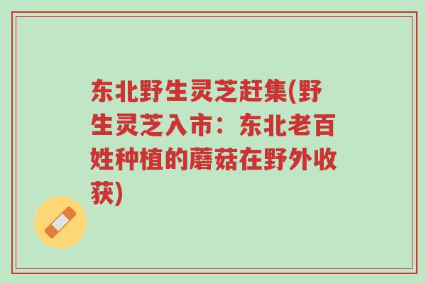 东北野生灵芝赶集(野生灵芝入市:东北老百姓种植的蘑菇在野外收获)-第1张图片-超越 东北野生灵芝赶集(野生灵芝入市:东北老百姓种植的蘑菇在野外收获)-第1张图片-超越