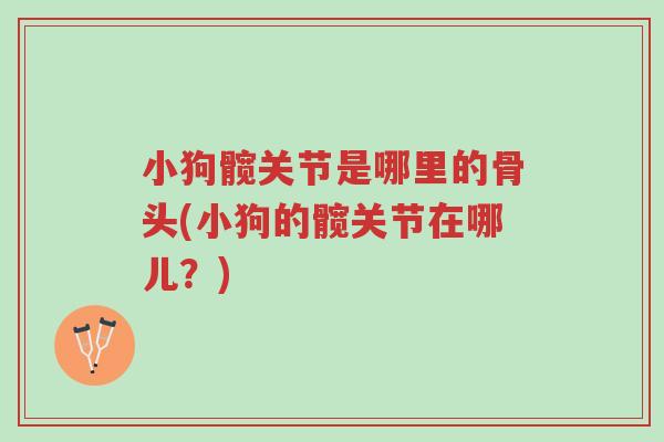 小狗髋关节是哪里的骨头(小狗的髋关节在哪儿？)-第1张图片-超越