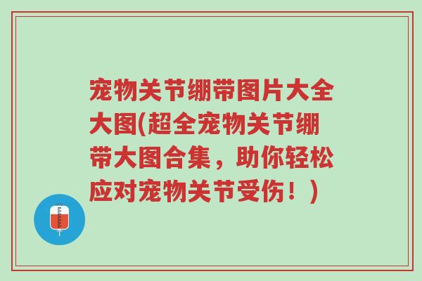 宠物关节绷带图片大全大图(超全宠物关节绷带大图合集,助你轻松应对宠物关节受伤!)-第1张图片-超越 宠物关节绷带图片大全大图(超全宠物关节绷带大图合集,助你轻松应对宠物关节受伤!)-第1张图片-超越