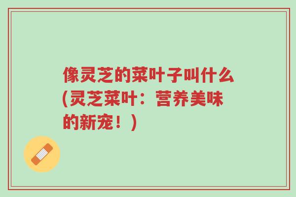 像灵芝的菜叶子叫什么(灵芝菜叶:营养美味的新宠!)-第1张图片-超越 像灵芝的菜叶子叫什么(灵芝菜叶:营养美味的新宠!)-第1张图片-超越