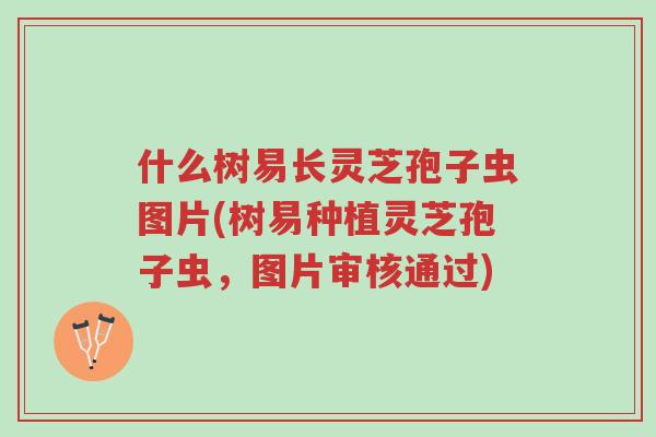 什么树易长灵芝孢子虫图片(树易种植灵芝孢子虫,图片审核通过)-第1张图片-超越 什么树易长灵芝孢子虫图片(树易种植灵芝孢子虫,图片审核通过)-第1张图片-超越