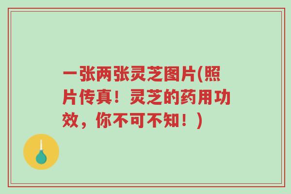 一张两张灵芝图片(照片传真!灵芝的药用功效,你不可不知!)-第1张图片-超越 一张两张灵芝图片(照片传真!灵芝的药用功效,你不可不知!)-第1张图片-超越