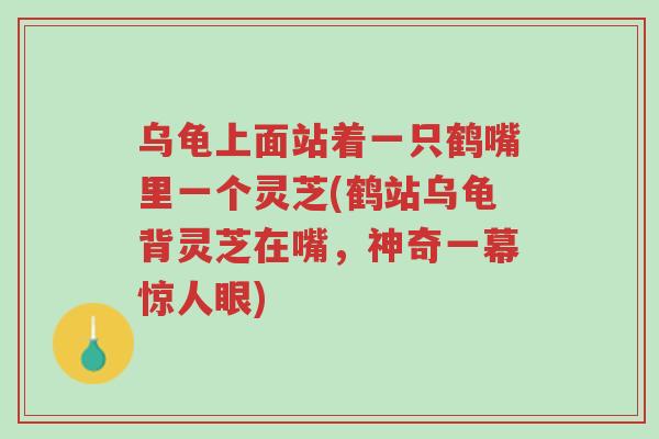 乌龟上面站着一只鹤嘴里一个灵芝(鹤站乌龟背灵芝在嘴,神奇一幕惊人眼)-第1张图片-超越 乌龟上面站着一只鹤嘴里一个灵芝(鹤站乌龟背灵芝在嘴,神奇一幕惊人眼)-第1张图片-超越
