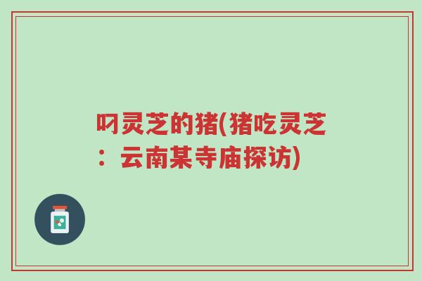 叼灵芝的猪(猪吃灵芝:云南某寺庙探访)-第1张图片-超越 叼灵芝的猪(猪吃灵芝:云南某寺庙探访)-第1张图片-超越