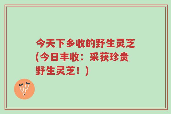 今天下乡收的野生灵芝(今日丰收:采获珍贵野生灵芝!)-第1张图片-超越 今天下乡收的野生灵芝(今日丰收:采获珍贵野生灵芝!)-第1张图片-超越