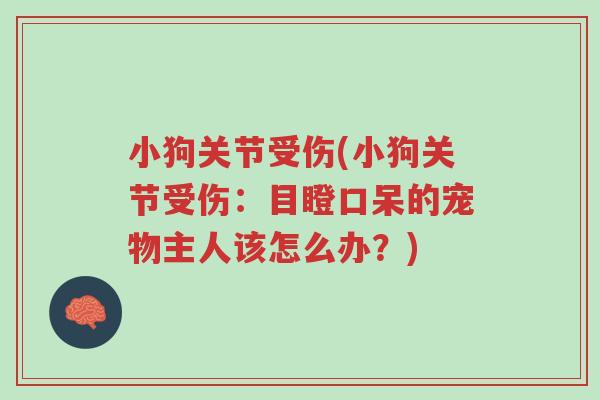 小狗关节受伤(小狗关节受伤:目瞪口呆的宠物主人该怎么办?)-第1张图片-超越 小狗关节受伤(小狗关节受伤:目瞪口呆的宠物主人该怎么办?)-第1张图片-超越