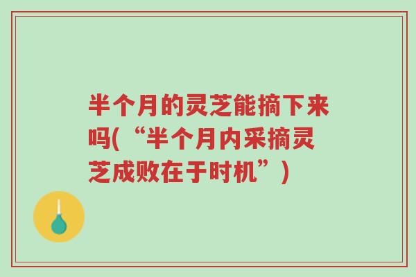半个月的灵芝能摘下来吗(“半个月内采摘灵芝成败在于时机”)-第1张图片-超越