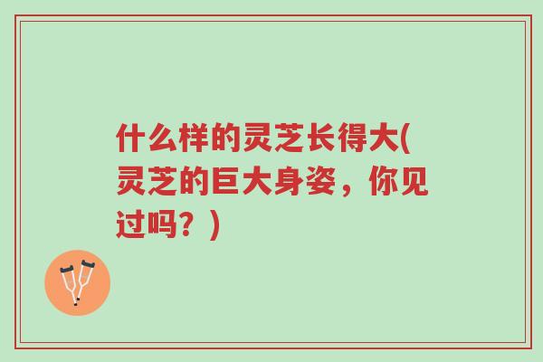 什么样的灵芝长得大(灵芝的巨大身姿，你见过吗？)-第1张图片-超越