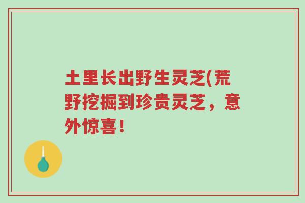 土里长出野生灵芝(荒野挖掘到珍贵灵芝,意外惊喜!-第1张图片-超越 土里长出野生灵芝(荒野挖掘到珍贵灵芝,意外惊喜!-第1张图片-超越