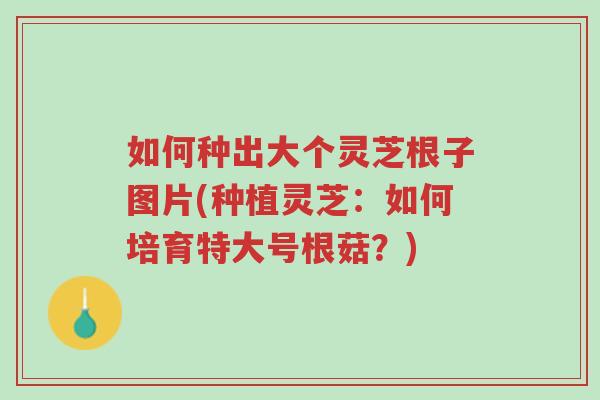 如何种出大个灵芝根子图片(种植灵芝:如何培育特大号根菇?)-第1张图片-超越 如何种出大个灵芝根子图片(种植灵芝:如何培育特大号根菇?)-第1张图片-超越