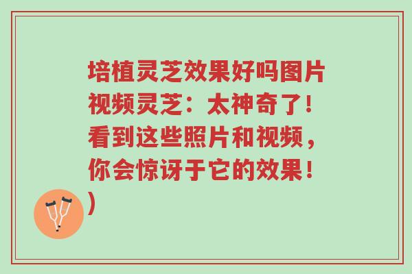 培植灵芝效果好吗图片视频灵芝:太神奇了!看到这些照片和视频,你会惊讶于它的效果!)-第1张图片-超越 培植灵芝效果好吗图片视频灵芝:太神奇了!看到这些照片和视频,你会惊讶于它的效果!)-第1张图片-超越