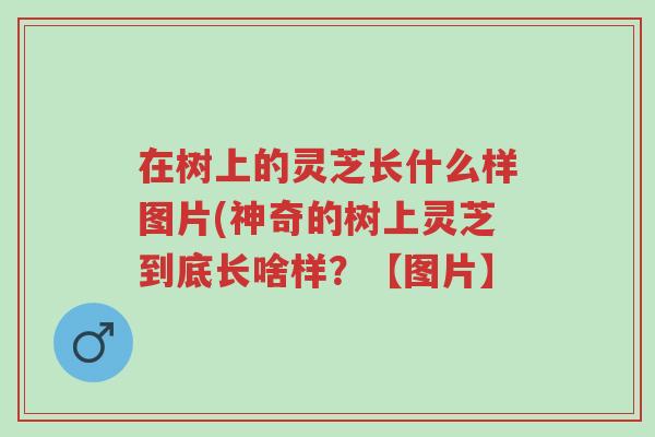 在树上的灵芝长什么样图片(神奇的树上灵芝到底长啥样?【图片】-第1张图片-超越 在树上的灵芝长什么样图片(神奇的树上灵芝到底长啥样?【图片】-第1张图片-超越