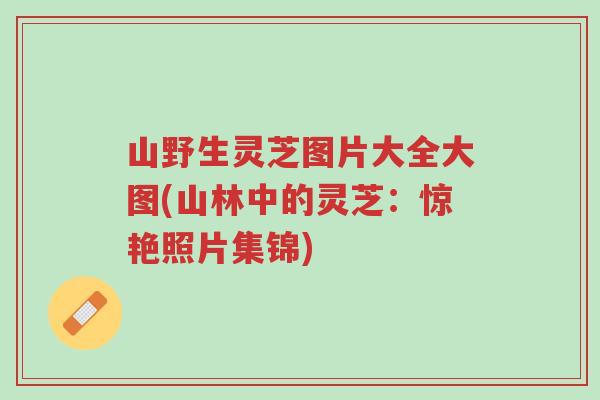 山野生灵芝图片大全大图(山林中的灵芝:惊艳照片集锦)-第1张图片-超越 山野生灵芝图片大全大图(山林中的灵芝:惊艳照片集锦)-第1张图片-超越