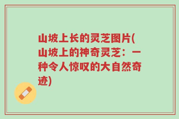 山坡上长的灵芝图片(山坡上的神奇灵芝:一种令人惊叹的大自然奇迹)-第1张图片-超越 山坡上长的灵芝图片(山坡上的神奇灵芝:一种令人惊叹的大自然奇迹)-第1张图片-超越