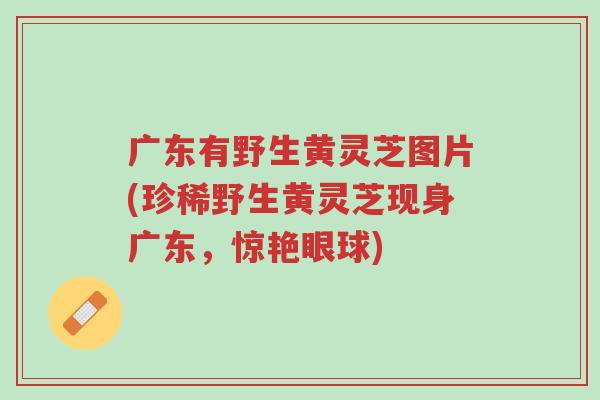 广东有野生黄灵芝图片(珍稀野生黄灵芝现身广东,惊艳眼球)-第1张图片-超越 广东有野生黄灵芝图片(珍稀野生黄灵芝现身广东,惊艳眼球)-第1张图片-超越