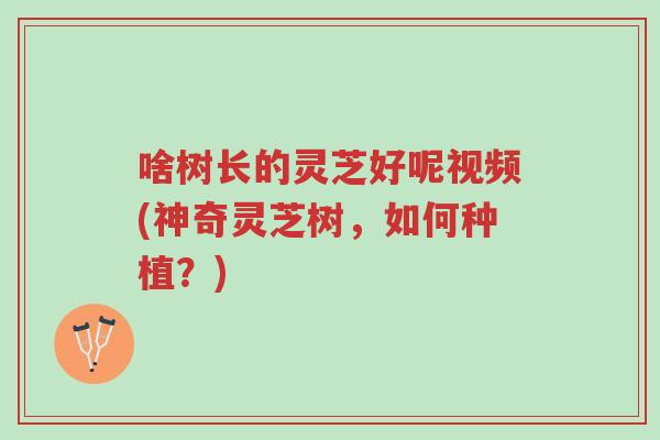 啥树长的灵芝好呢视频(神奇灵芝树,如何种植?)-第1张图片-超越 啥树长的灵芝好呢视频(神奇灵芝树,如何种植?)-第1张图片-超越