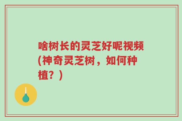 啥树长的灵芝好呢视频(神奇灵芝树,如何种植?)-第1张图片-超越 啥树长的灵芝好呢视频(神奇灵芝树,如何种植?)-第1张图片-超越